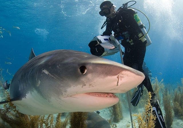 What My Fear of Sharks Taught Me About Social Media